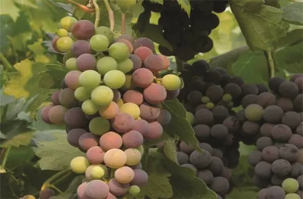 Tempranillo grapes