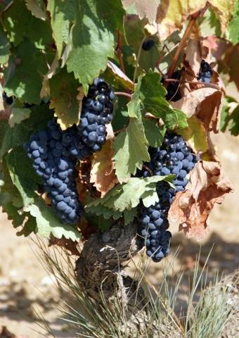 Tempranillo grapes