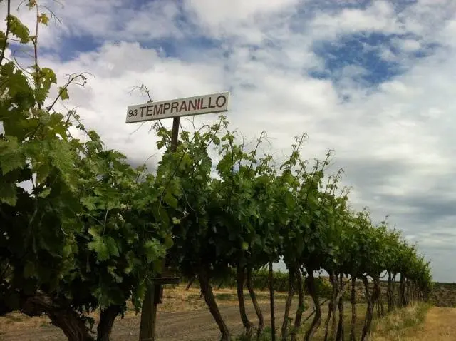 Tempranillo grapes