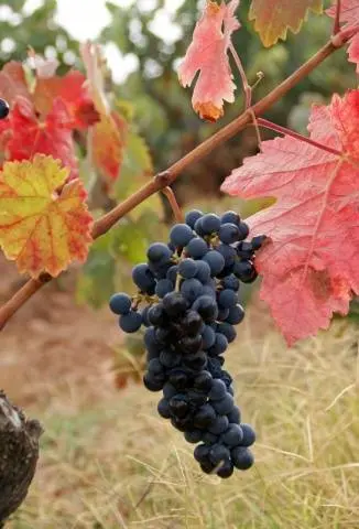 Tempranillo grapes