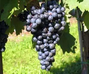 Tempranillo grapes