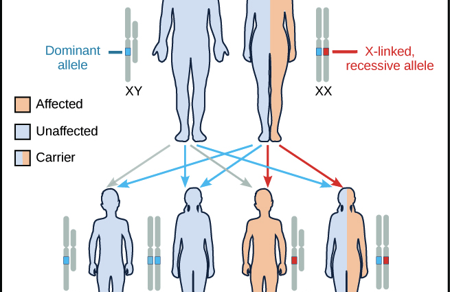 Ten sex-linked genetic diseases. How do we inherit them?