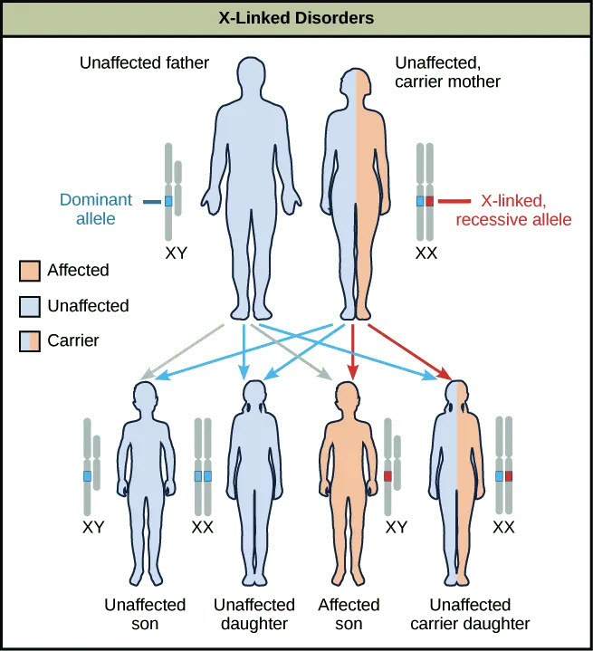 Ten sex-linked genetic diseases. How do we inherit them?