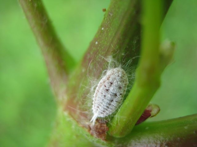 Teppeki insecticide: how to apply from whiteflies, thrips and other insect pests