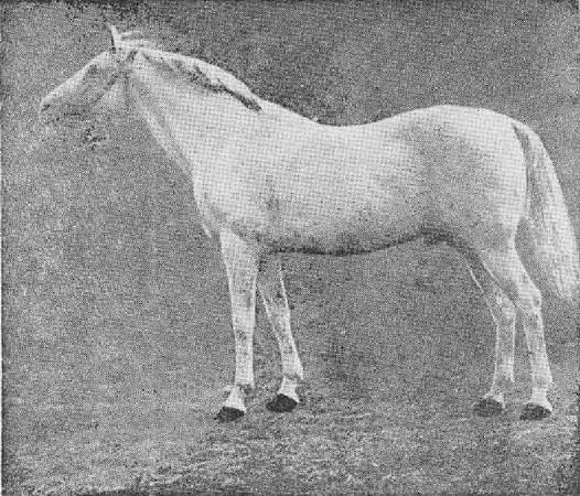 Terek horse