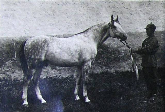 Terek horse