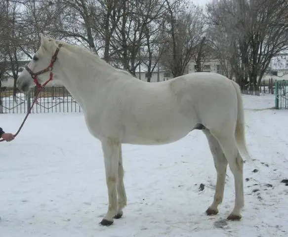 Terek horse