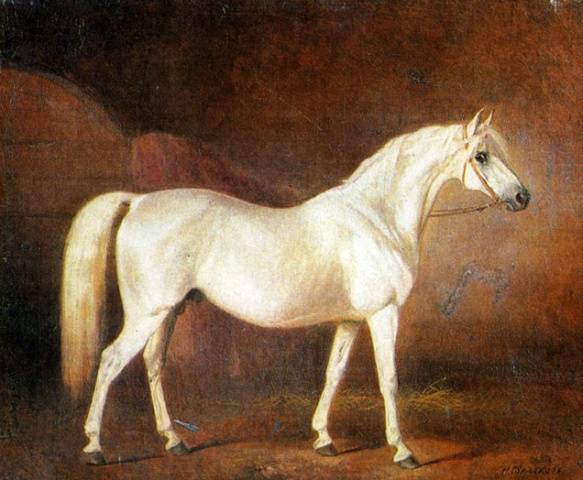 Terek horse