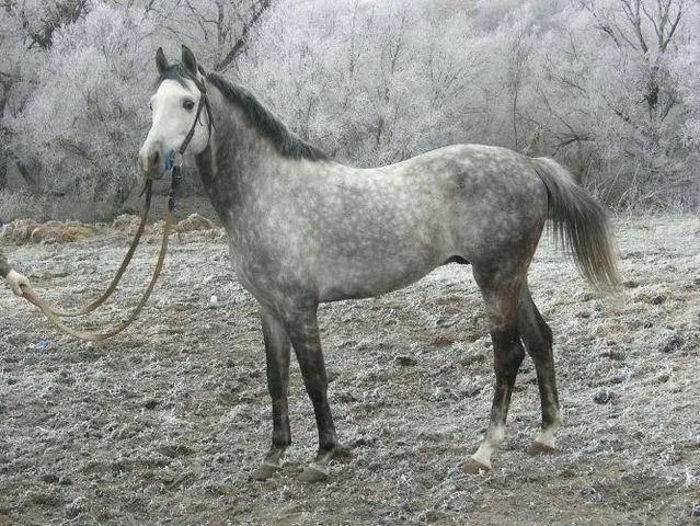 Terek horse