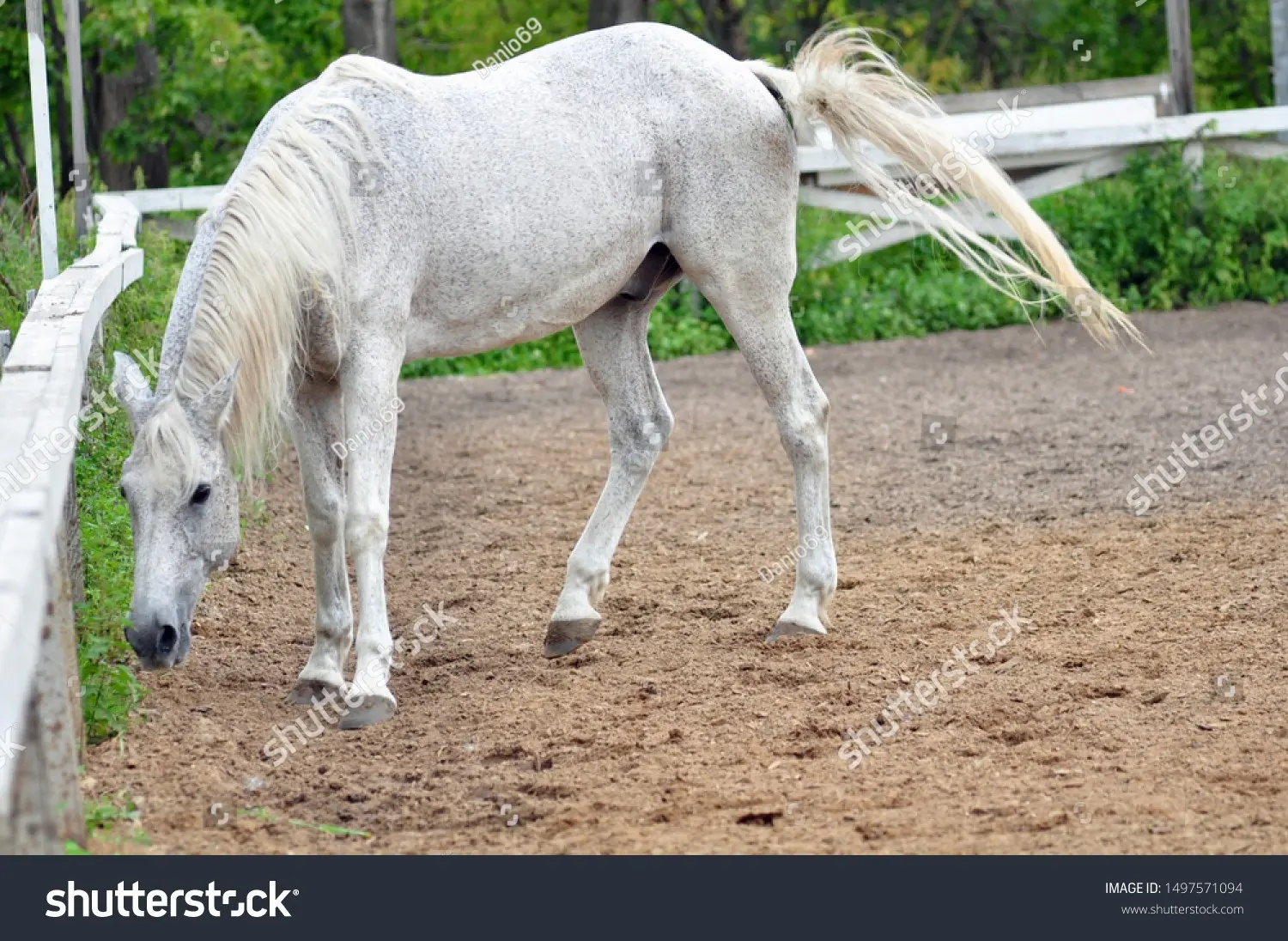 Terek horse