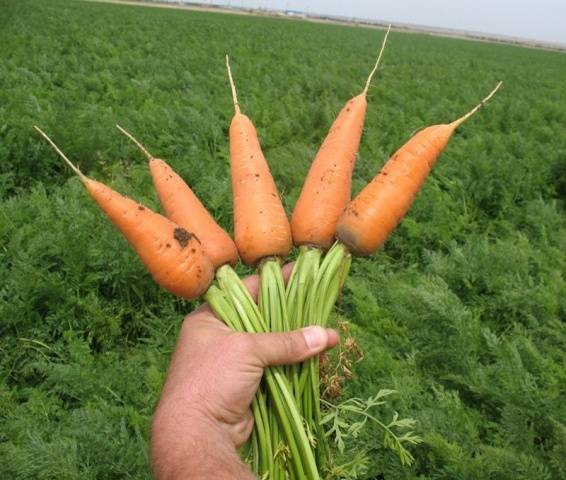 Terms of harvesting carrots for storage