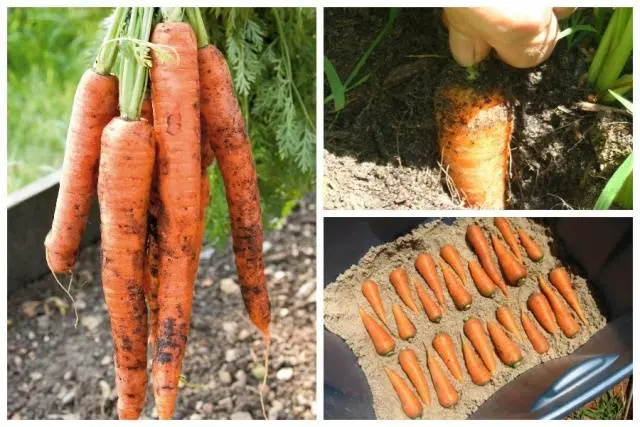 Terms of harvesting carrots for storage