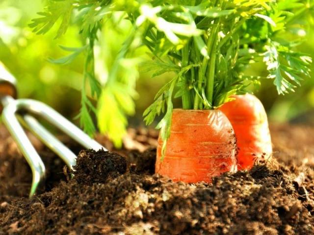 Terms of harvesting carrots for storage