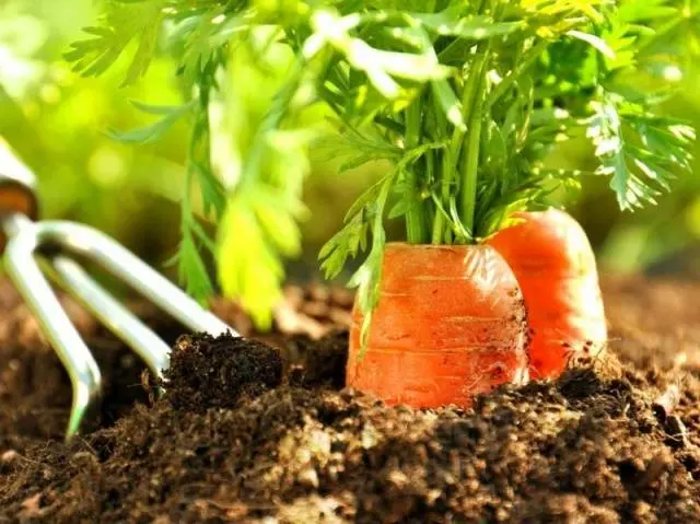 Terms of harvesting carrots for storage