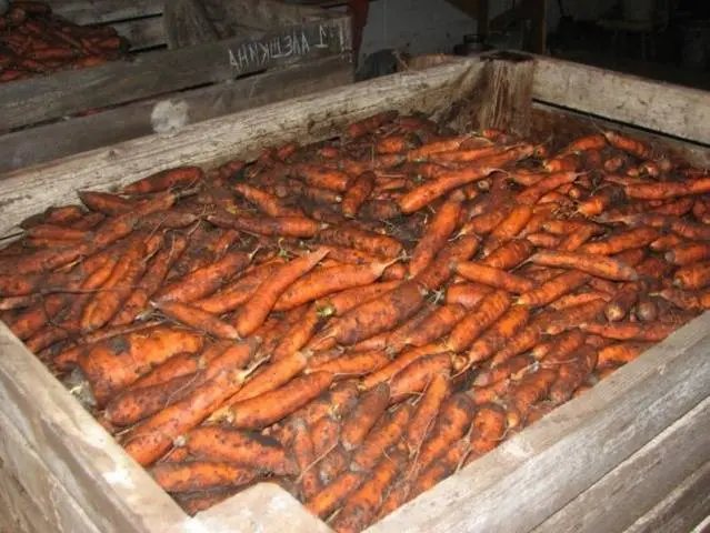 Terms of harvesting carrots for storage