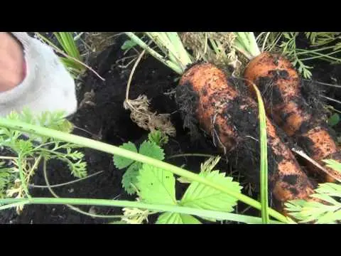 Terms of harvesting carrots for storage