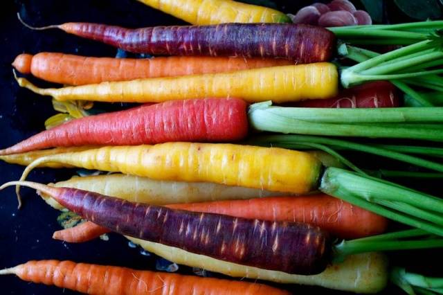 Terms of harvesting carrots for storage