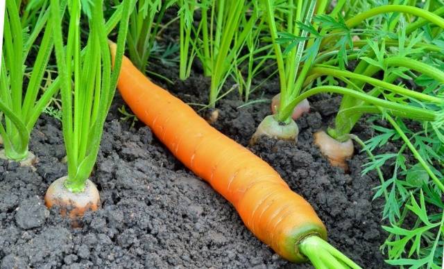 Terms of harvesting carrots for storage