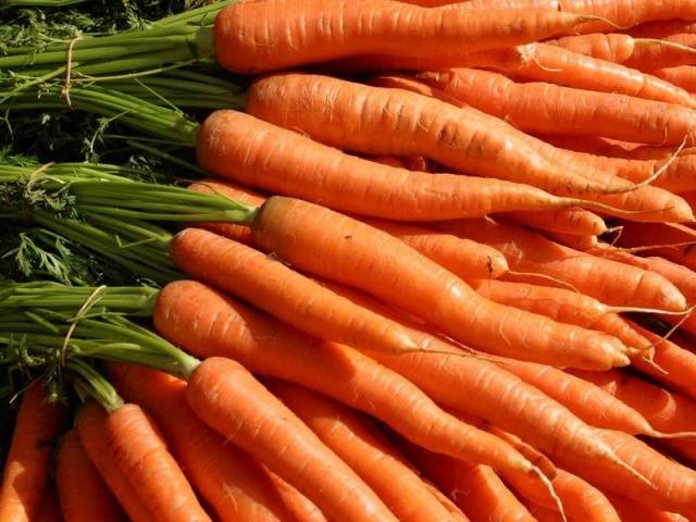 Terms of harvesting carrots for storage