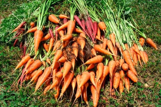 Terms of harvesting carrots for storage