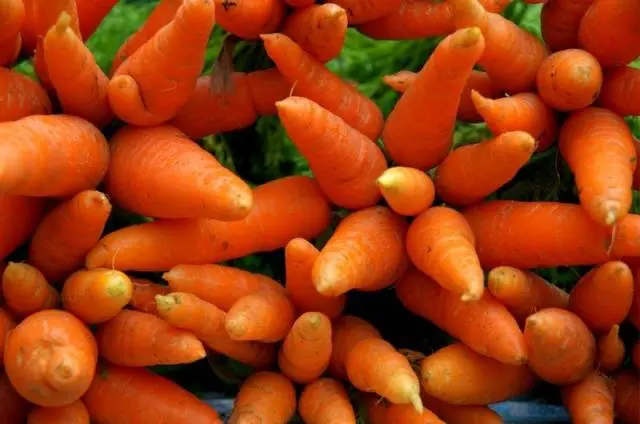 Terms of harvesting carrots for storage