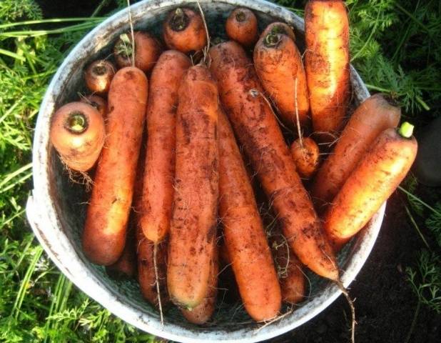 Terms of harvesting carrots for storage