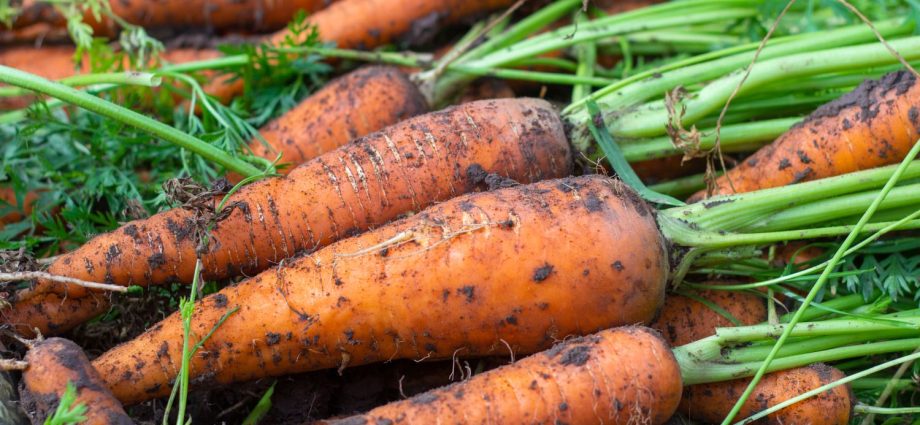 Terms of harvesting carrots for storage