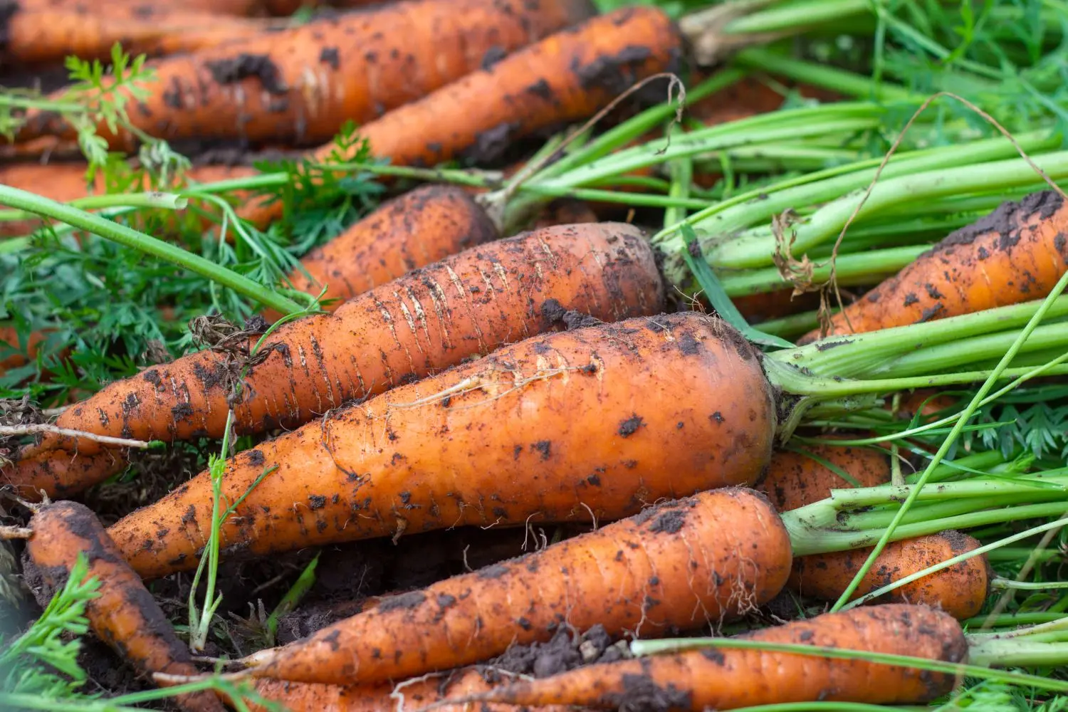 Terms of harvesting carrots for storage