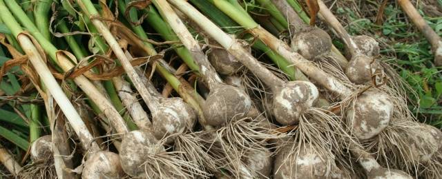 Terms of harvesting garlic in the middle lane 