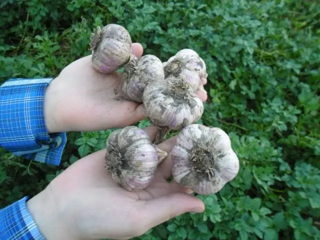 Terms of harvesting garlic in the middle lane 