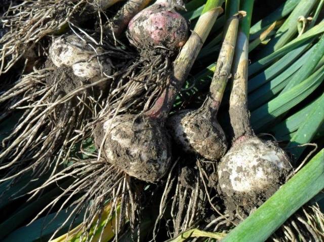 Terms of harvesting garlic in the middle lane 