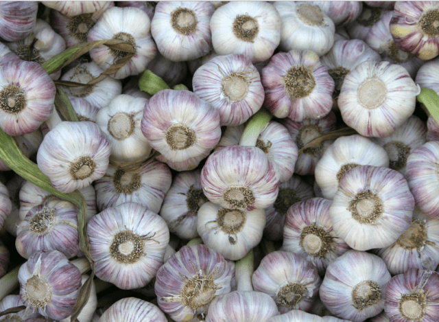 Terms of harvesting garlic in the middle lane 