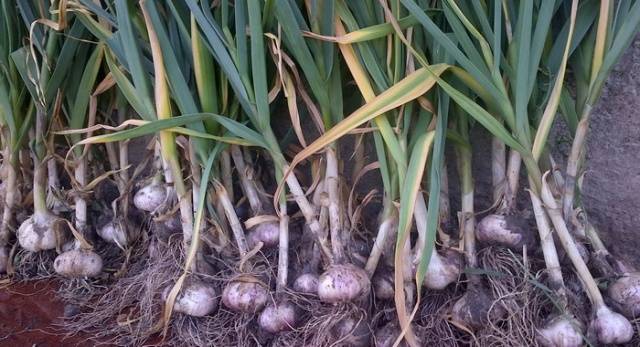 Terms of harvesting garlic in the middle lane 