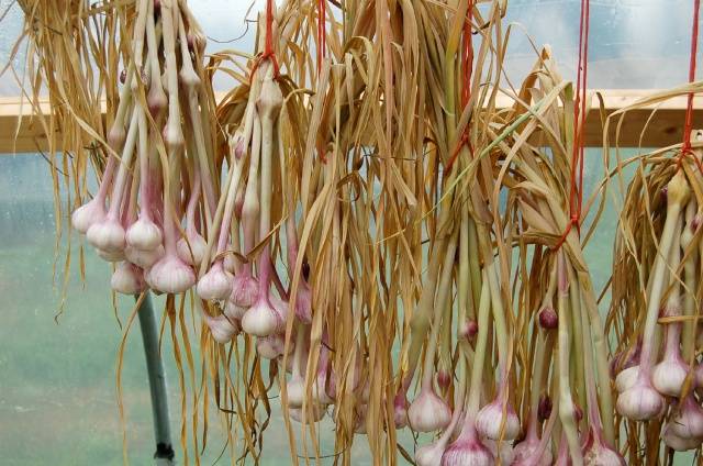 Terms of harvesting garlic in the middle lane 