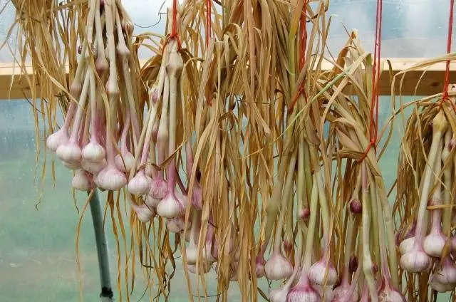 Terms of harvesting garlic in the middle lane 