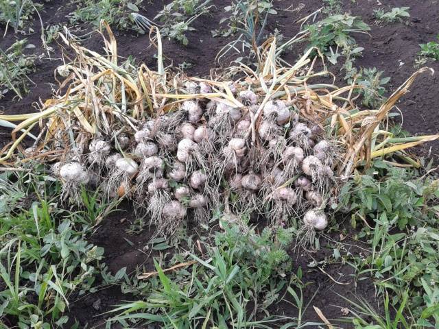 Terms of harvesting garlic in the middle lane 