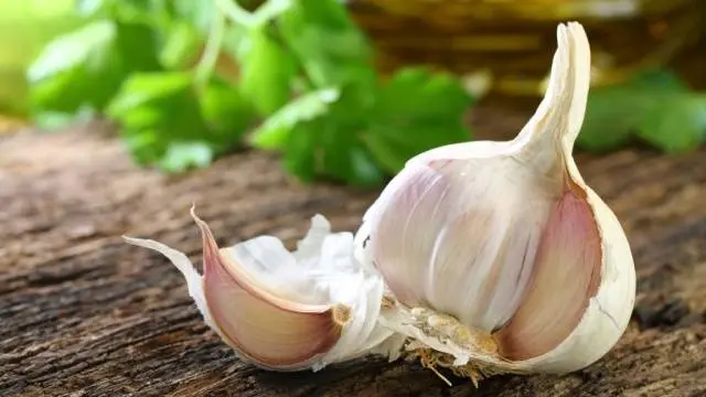 Terms of harvesting garlic in the middle lane 