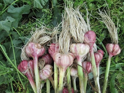 Terms of harvesting garlic in the middle lane 