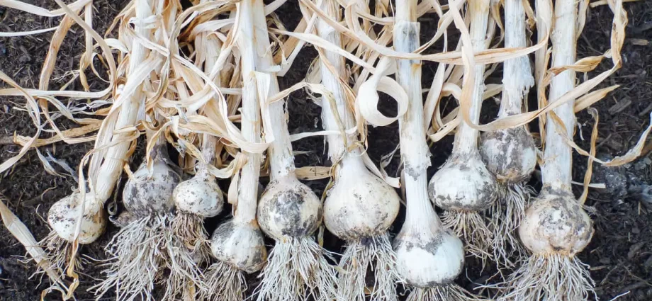 Terms of harvesting garlic in the middle lane 