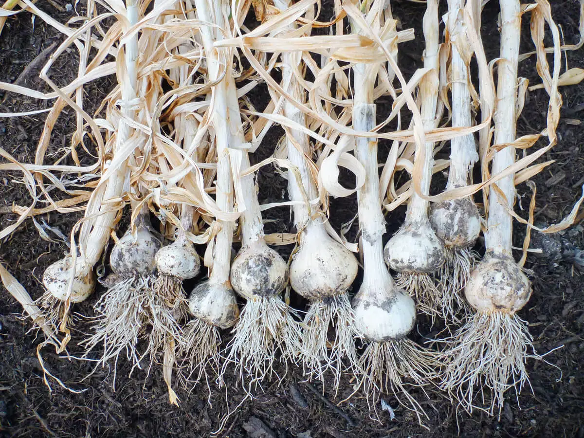 Terms of harvesting garlic in the middle lane 