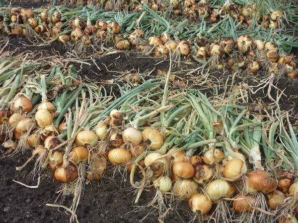 Terms of harvesting turnips in the middle lane