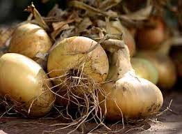 Terms of harvesting turnips in the middle lane