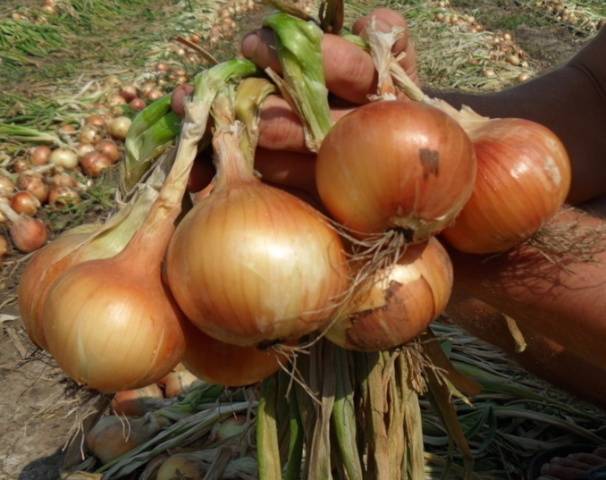 Terms of harvesting turnips in the middle lane