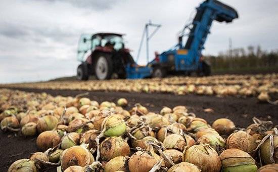 Terms of harvesting turnips in the middle lane