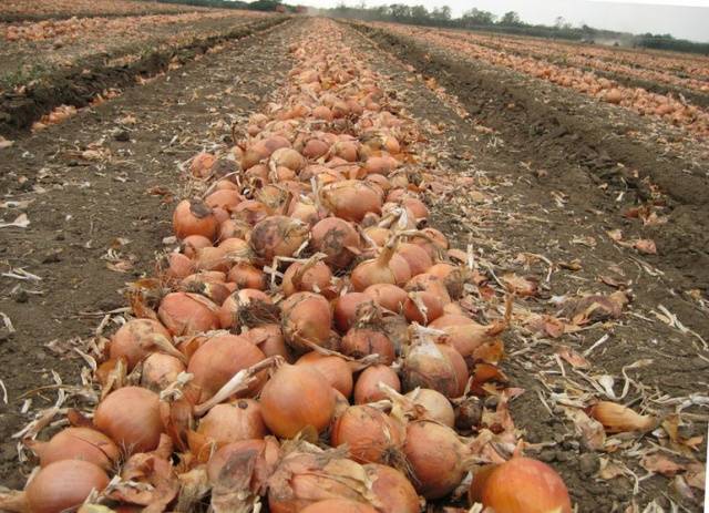 Terms of harvesting turnips in the middle lane