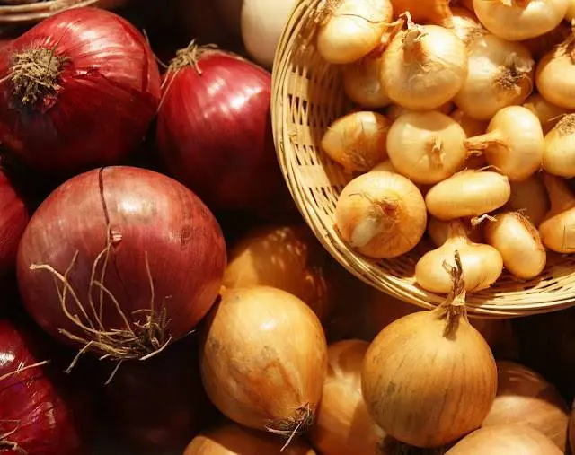 Terms of harvesting turnips in the middle lane