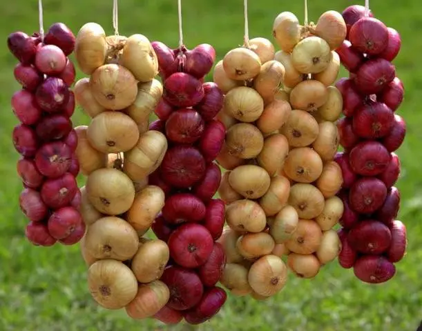 Terms of harvesting turnips in the middle lane