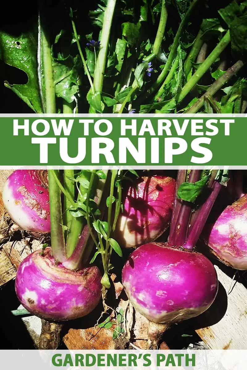 Terms of harvesting turnips in the middle lane