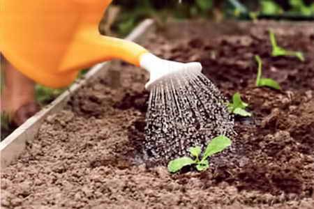 Terms of planting cabbage for seedlings in the Urals