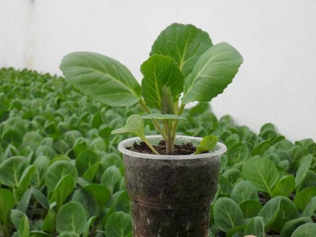 Terms of planting cabbage for seedlings in the Urals